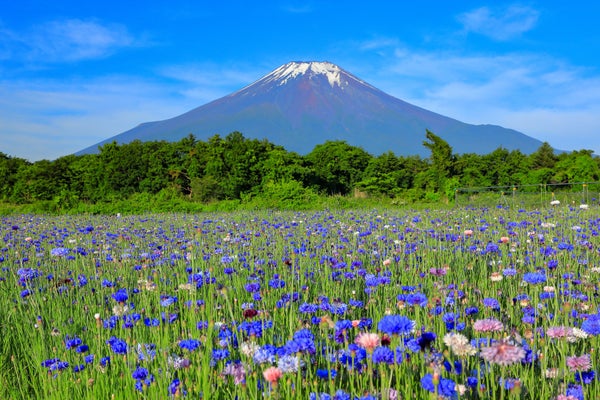 『富士山と「花の都公園」のネモフィラ・ツツジが咲き誇る芦ノ湖岬「山のホテル」』【平塚 出発】1